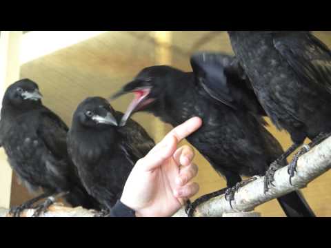 De raven op Le Bois aux Daims zijn dol op knuffelen