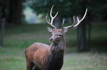Les nouvelles des Cerf & Biche