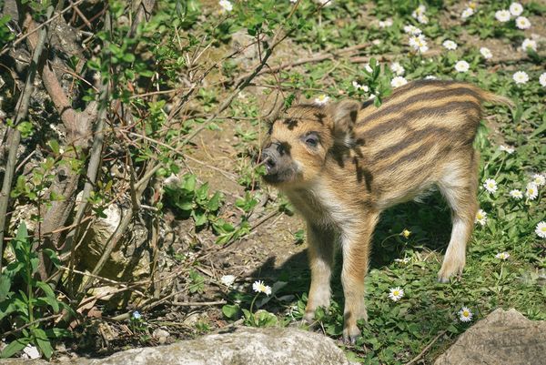 Dieren Bois aux Daims