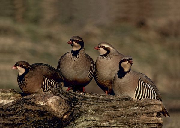 Natuurgeheimen: cursus nesten bouwen