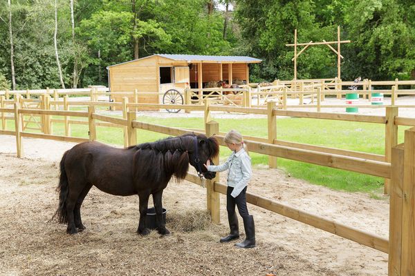 Natuurgeheimen: een pasgeboren pony
