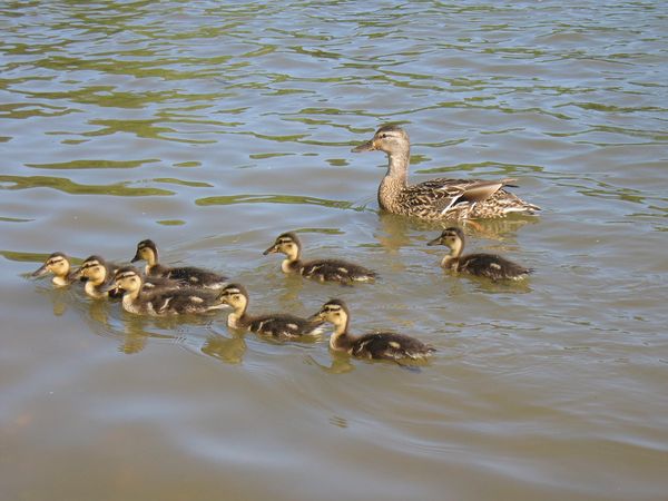 Natuurgeheimen:
