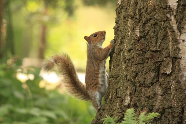 Natuurgeheimen: mama en papa eekhoorn