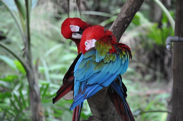 Natuurgeheimen: een praatgrage papegaai