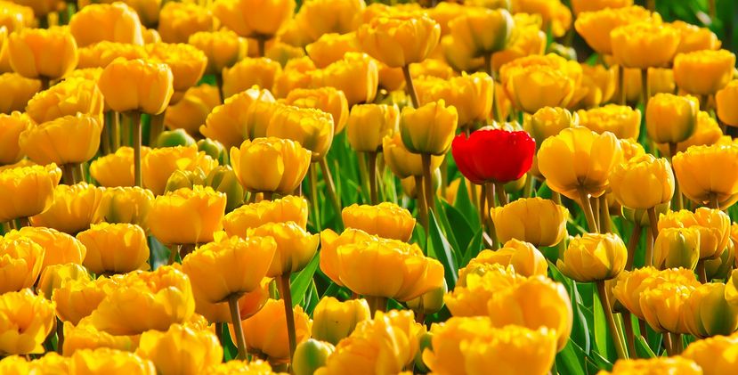 A predictive interface helps you spot the one alternative that interests you.