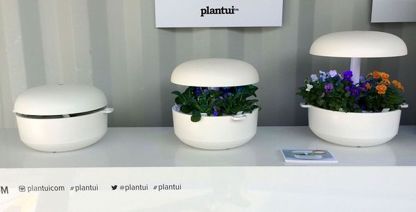 Roliga växtanläggningen Plantui, som växer med växterna.