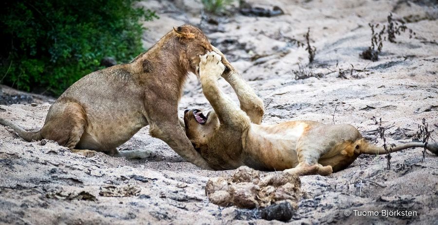 Leijonat kisailevat keskenään. Kruger, Etelä-Afrikka 2015.