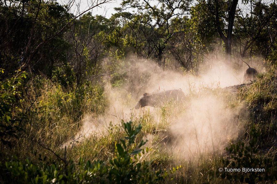Muut villisiat pääsevät pakenemaan paikalta. Kruger, Etelä-Afrikka 2015.