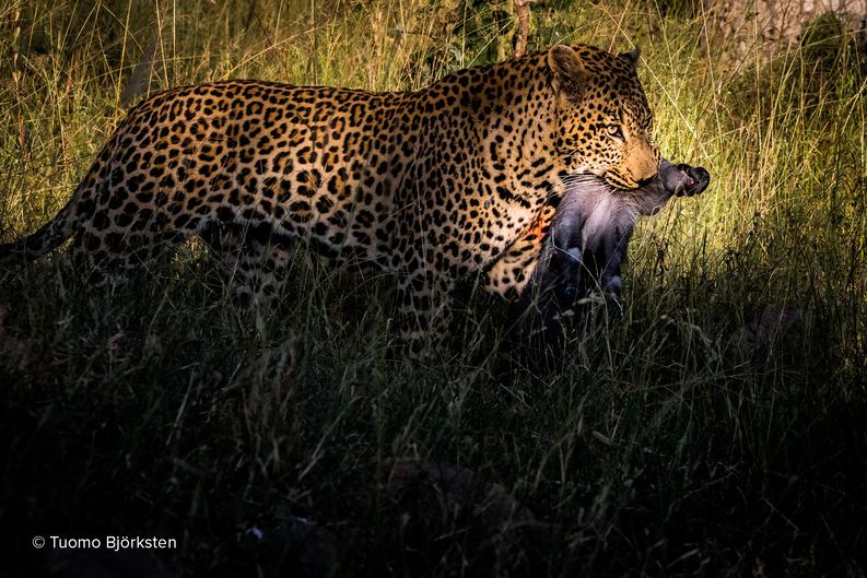 Leopardi saaliinsa kanssa.​ Kruger, Etelä-Afrikka 2015.​