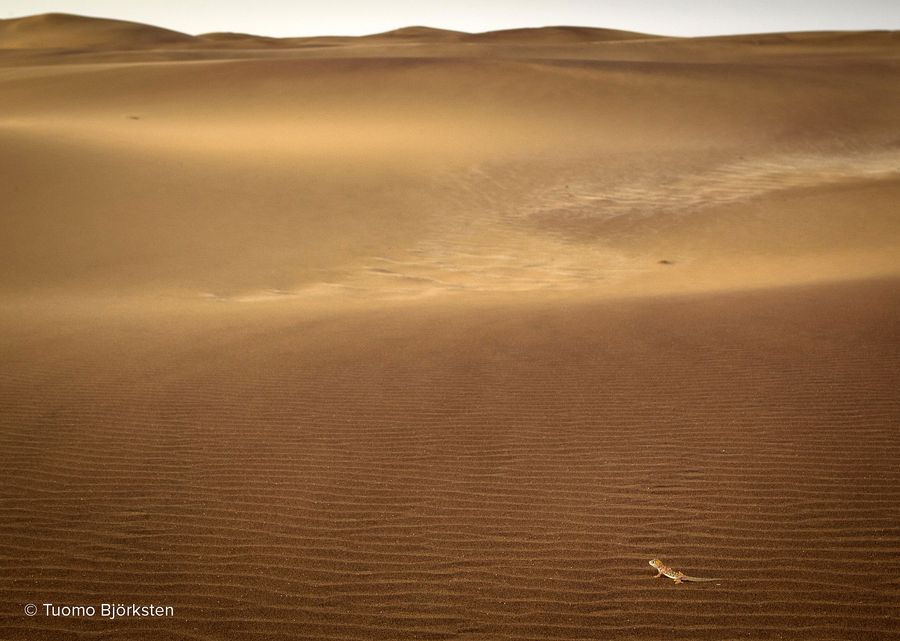 Pieni gekko juoksee dyynillä. Swakopmund, Namibia 2012.
