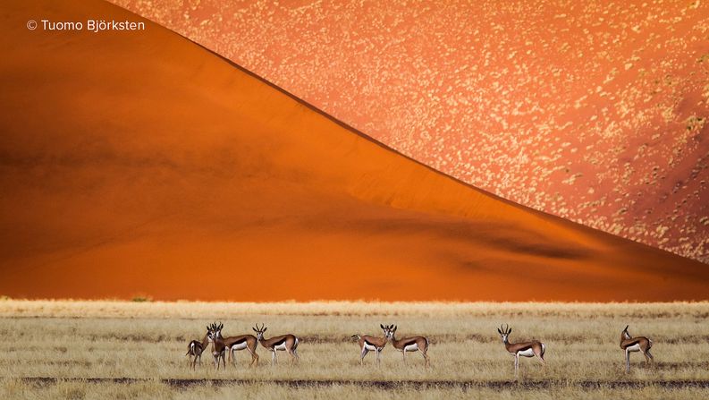 Hyppyantilooppeja dyynien edessä. Sossuvlei, Namibia 2012.​