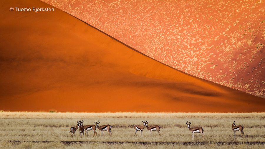 Hyppyantilooppeja dyynien edessä. Sossuvlei, Namibia 2012.