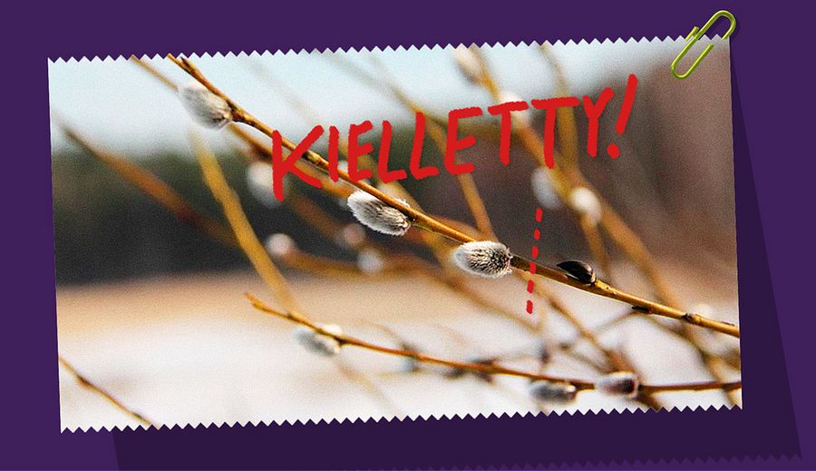 SEIS! Pajunkissojen kerääminen kielletty!