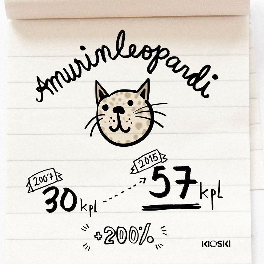 Amurinleopardeja on nyt 200% enemmän!