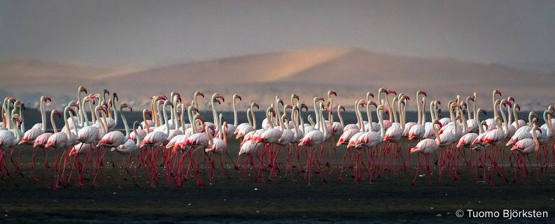 Flamingoparvi. Walvis Bay, Namibia 2012.​​​
