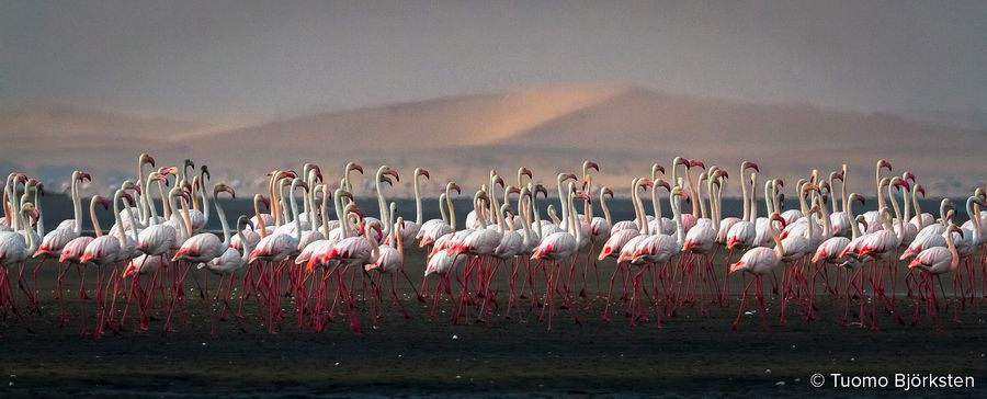 Flamingoparvi. Walvis Bay, Namibia 2012.