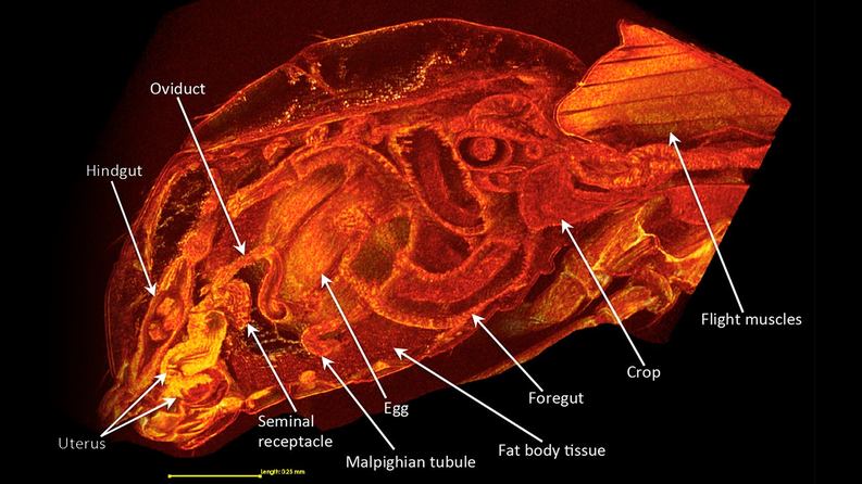 Naaraan anatomiaa.​​ Kuva: Wolfner Lab​