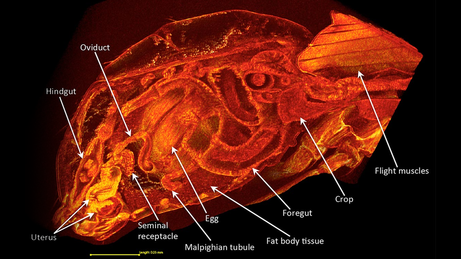 Naaraan anatomiaa. Kuva: Wolfner Lab