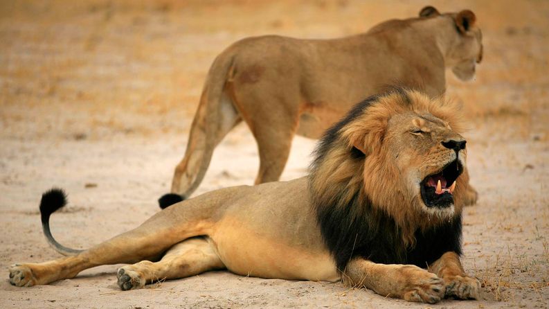 Cecil-leijona etualalla. Yhdysvaltalaismies maksoi reilut 50 000 dollaria tämän leijonan salametsästyksestä. Kuva: EPA.​​​