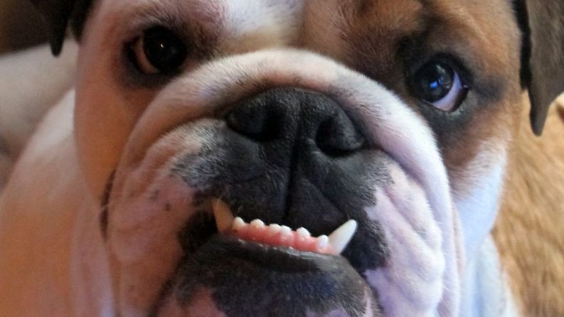 Englanninbulldoggia vaivaa suuongelmat. Kuva: Eeva Hämäläinen / Yle​