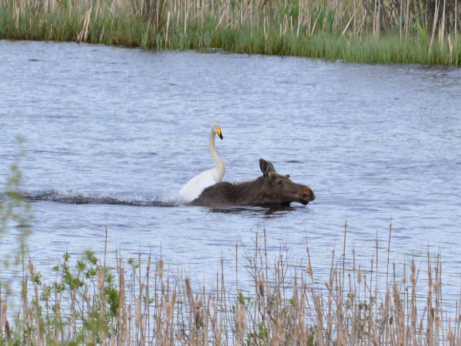 Joutsenen ja hirven kohtaaminen järvellä. Kuva: Riia Paasimaa