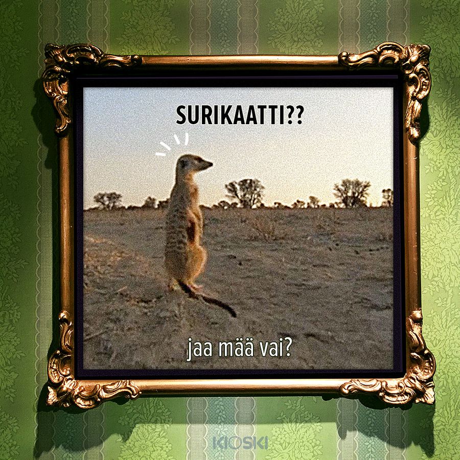 Mang...eikun surikaatti.