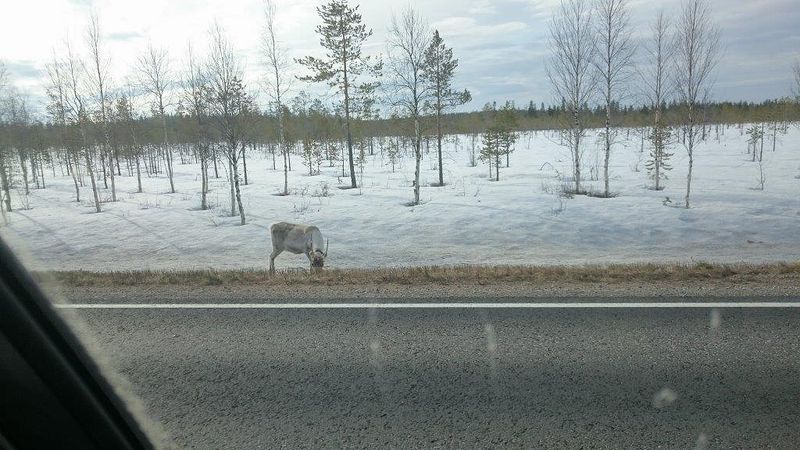 Kemijärvi-Vikajärvi maantien laidassa poro aterialla.