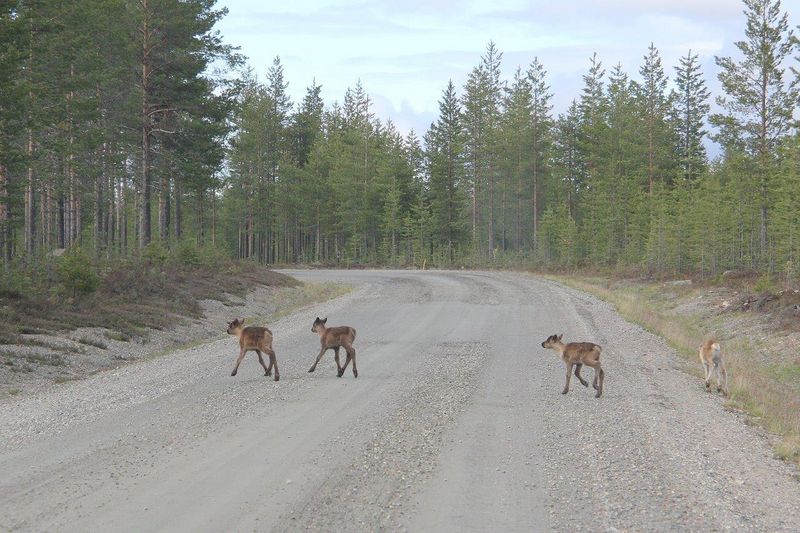 Neljä kevään 2015 poronvasaa suikoilemassa Naruskantiellä 4.6.2015.