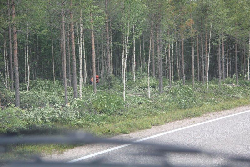 Metsuri raivaa, eli kaataa ja karsii näkyvyyttä tien molemmin puolin.