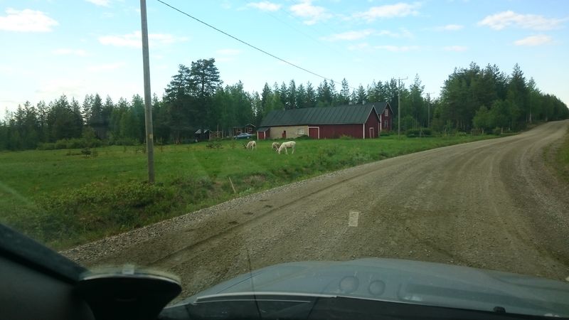 Porot kulkevat ruokamailleen usein tiellä, missä on vähemmän räkkää kuin metsissä.