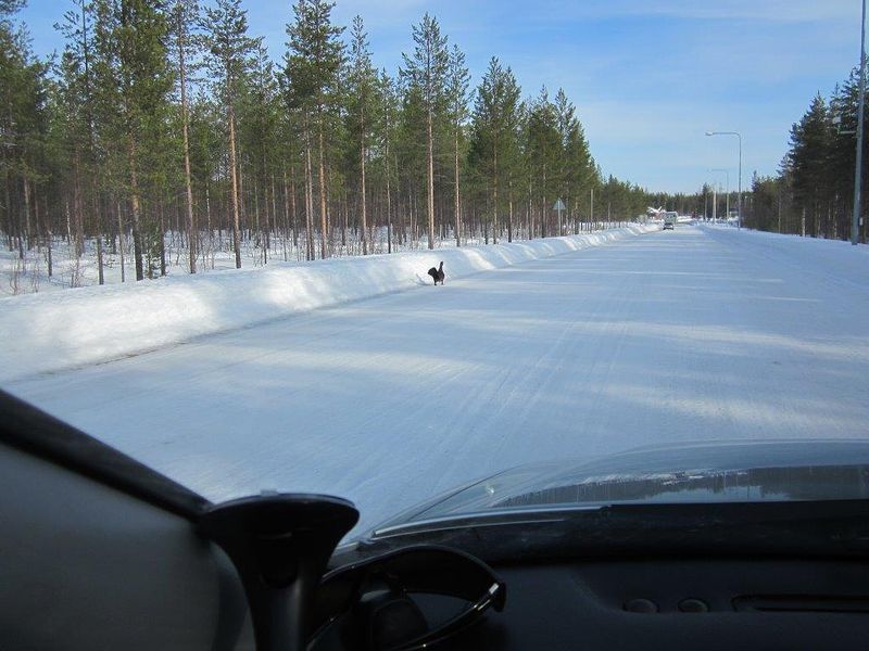 Metso menossa itään...