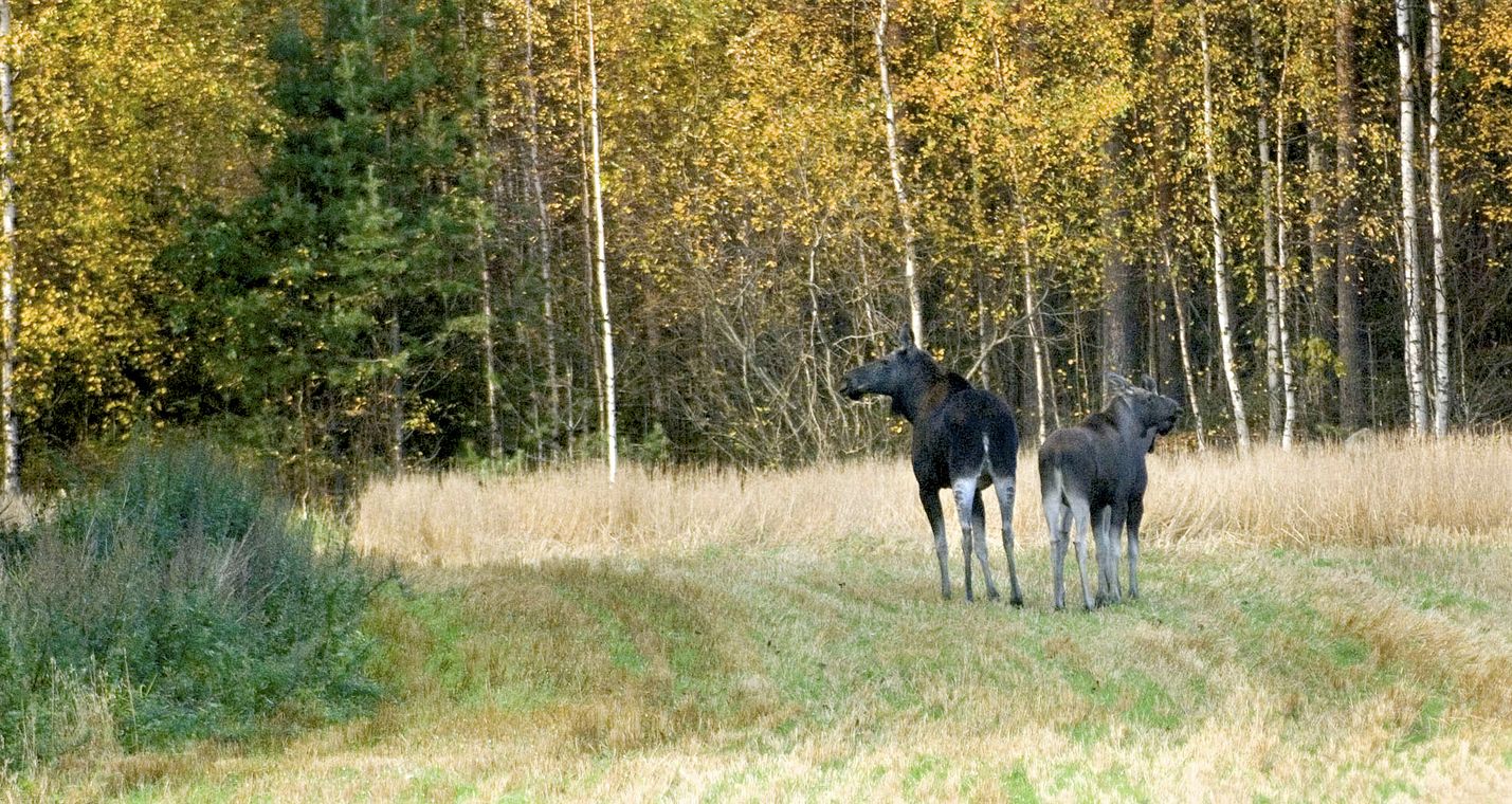 Kuva: LS-arkisto/Pekka Lehmuskallio