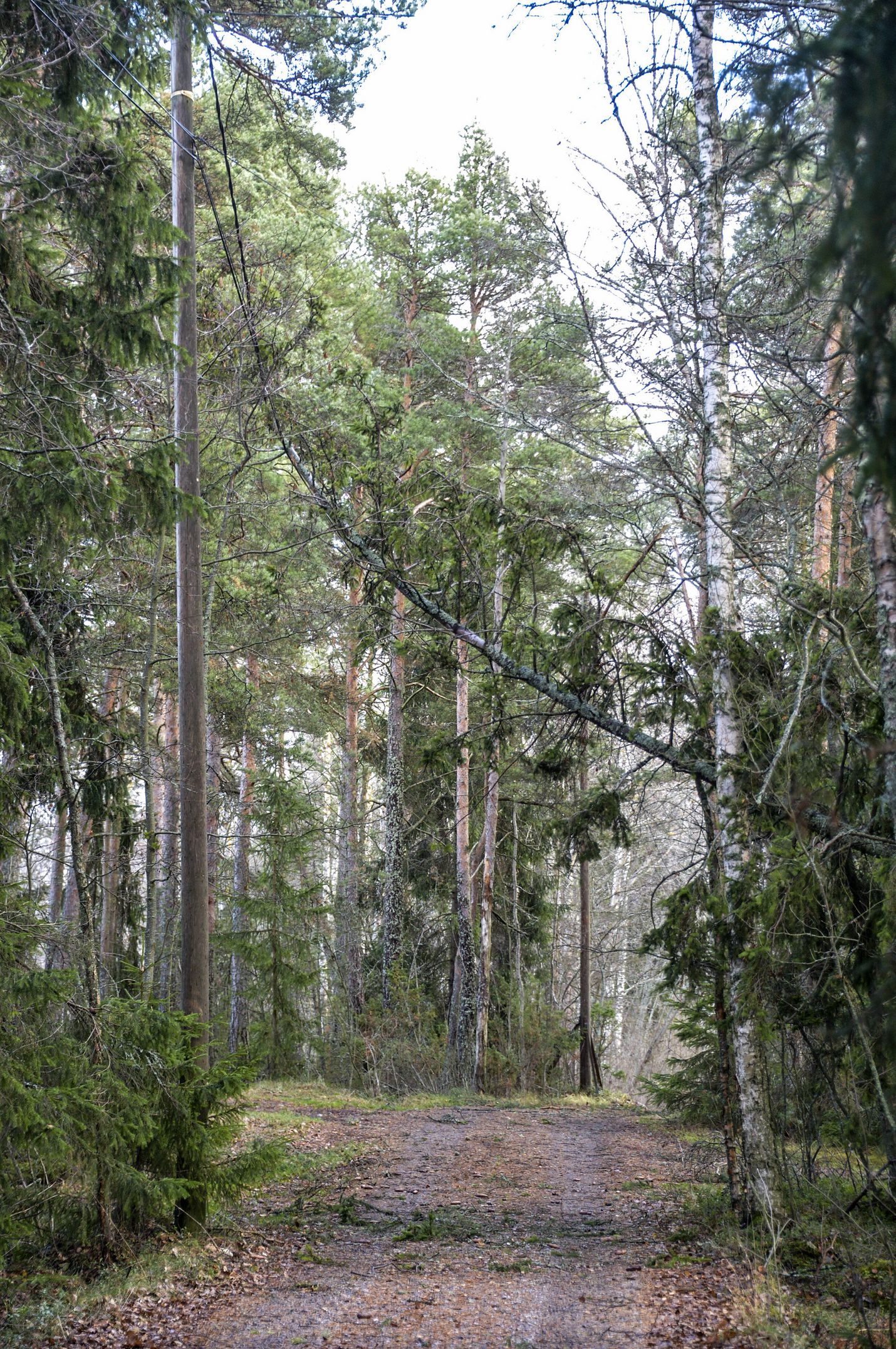 Vakka-Suomen Voima tihentää sähkölinjojen raivauskiertoa