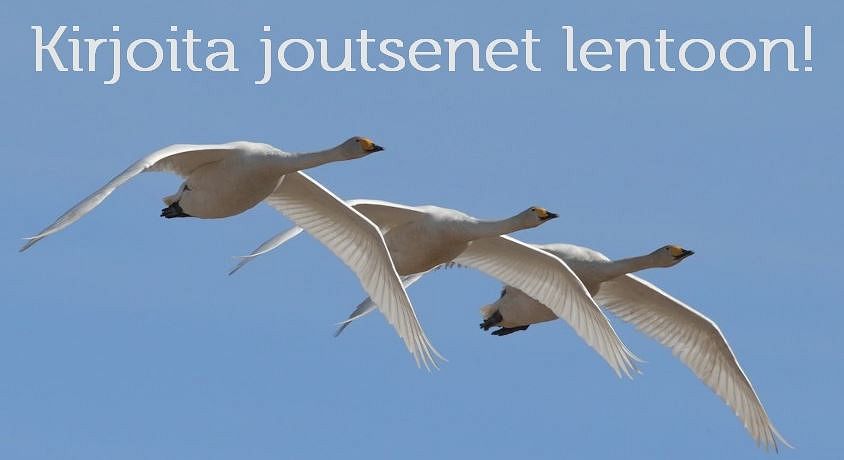 Kansallislintumme joutsen on kirjoituskilpailun aiheena.