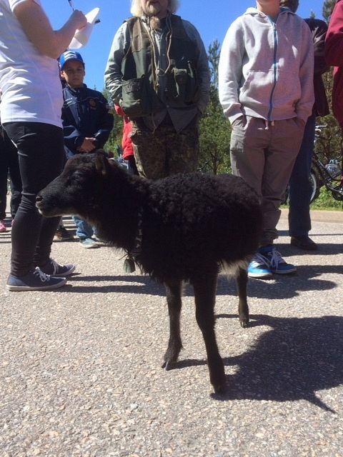 Lyyli seuraili omistajaansa kiltisti ilman hihnaa. Kuva: Irene Valovirta