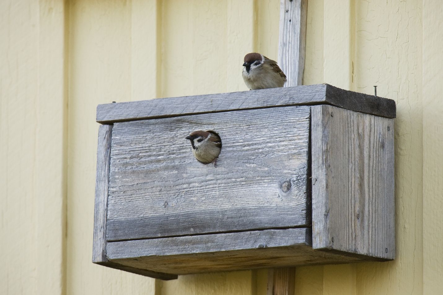Pikkuvarpusia pesimässä. Kuva: Ari Ahlfors/BirdLife Suomi