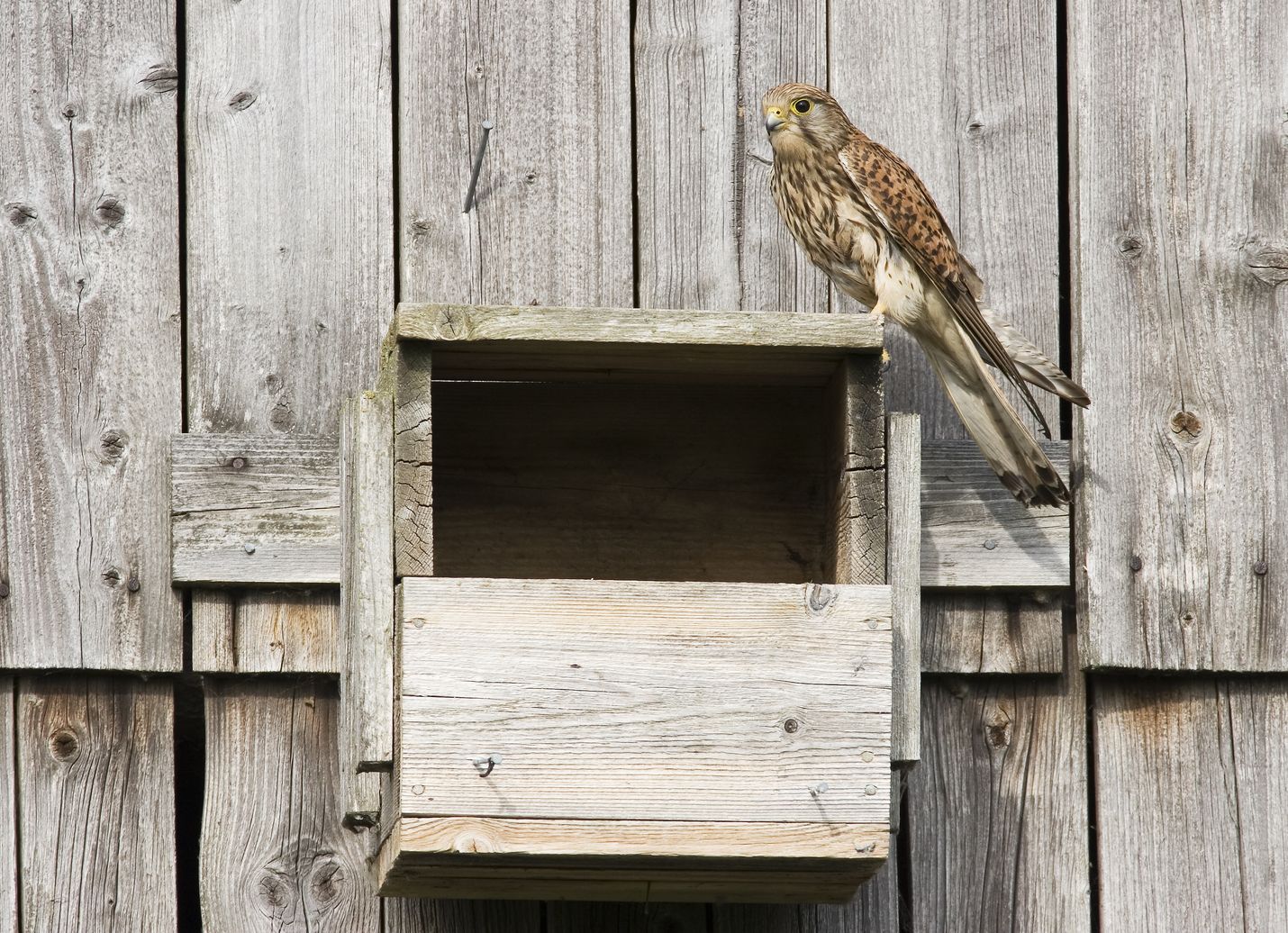 Tuulihaukka pesineen. Kuva: BirdLife Suomi/Ari Ahlfors
