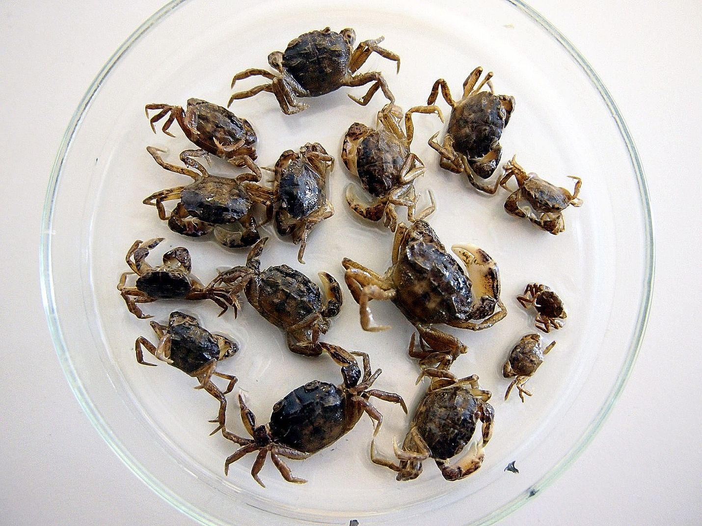 Tutkijan arvelun mukaan liejutaskurapu on levinnyt Suomeen laivojen painolastivesissä.