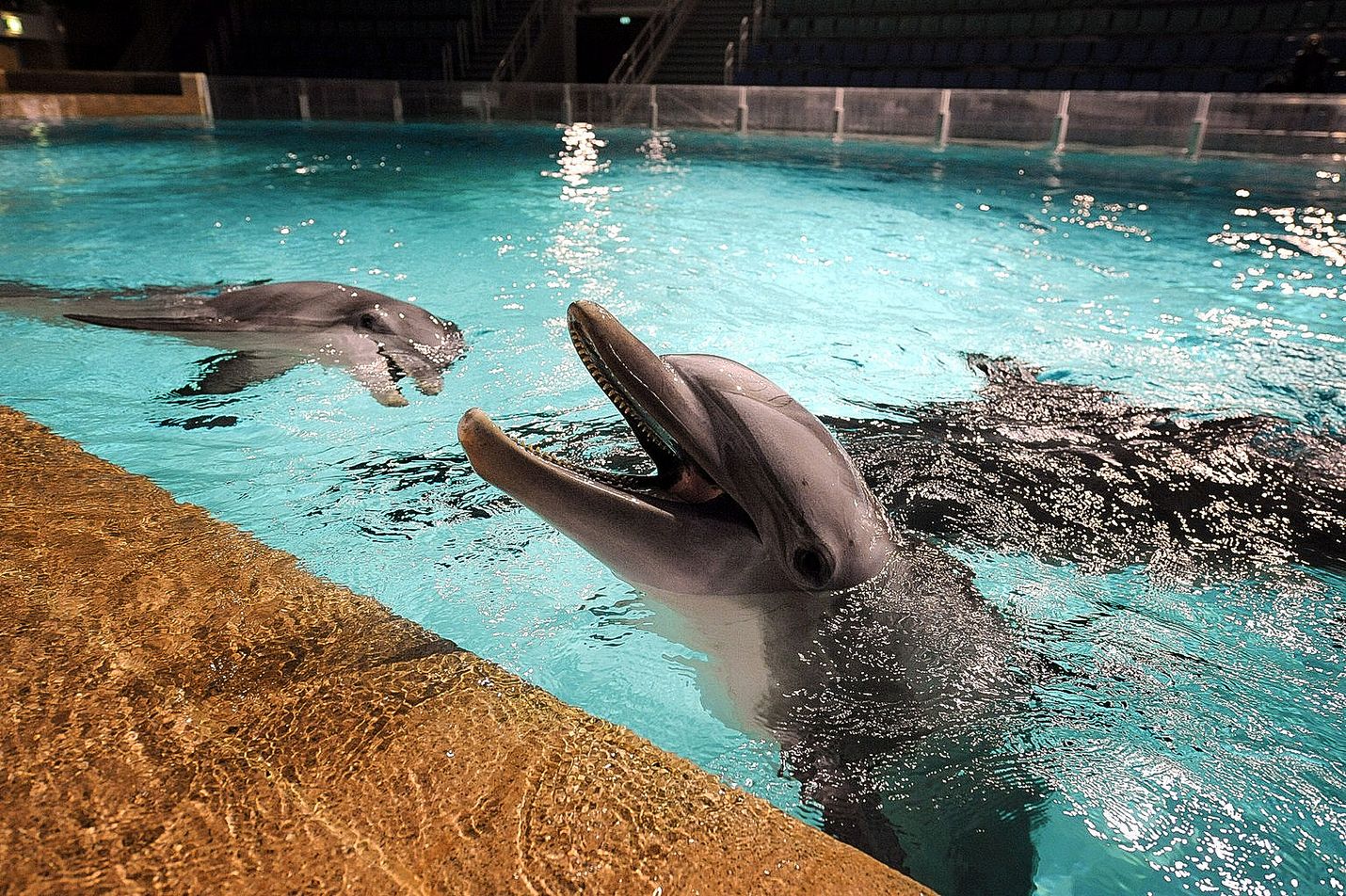 Delfiinit maksavat nyt virheistämme”