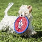 Koiran saalistusvietin voi laukaista mikä tahansa liikkuva esine tai olento. Yorkshirenterrieri Hellä rakastaa frisbeekiekon pyydystämistä. Kuva: Pekka Lehmuskallio