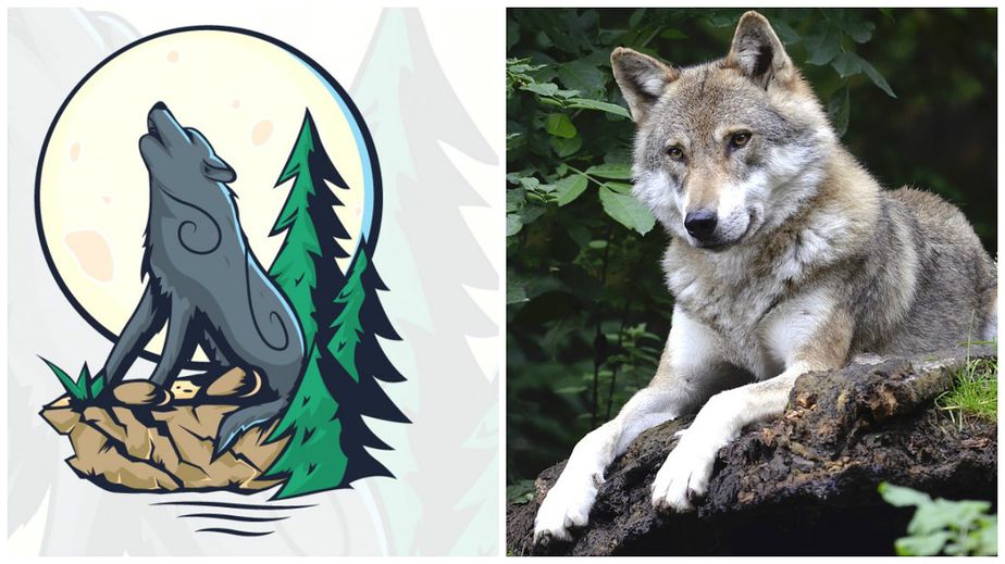 Loups