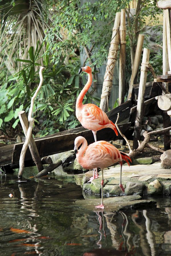 Les oiseaux et leurs secrets
