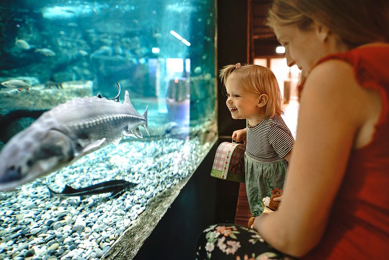 Aquarium Hotel Meilenstein