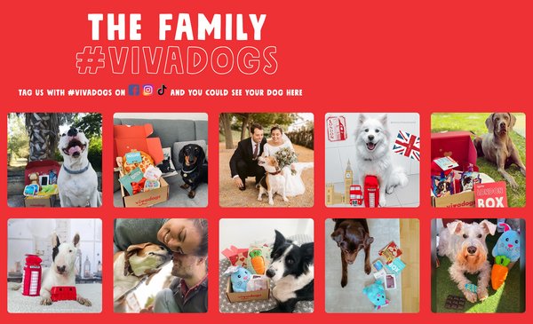 Instagram auf der Website für Vivadogs