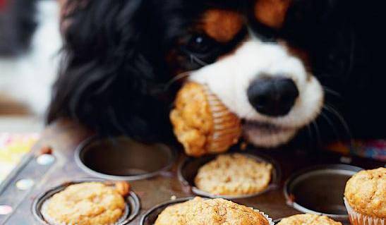 dog friendly cupcakes near me