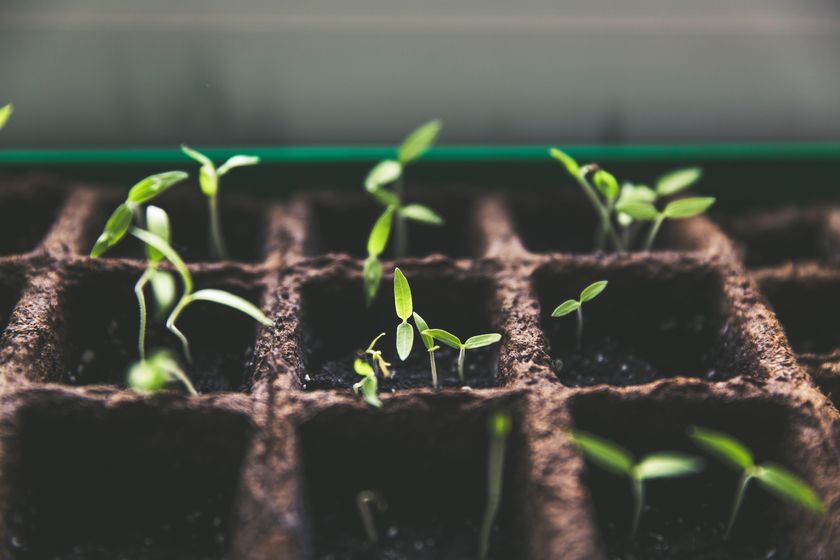 Which seeds to plant in February