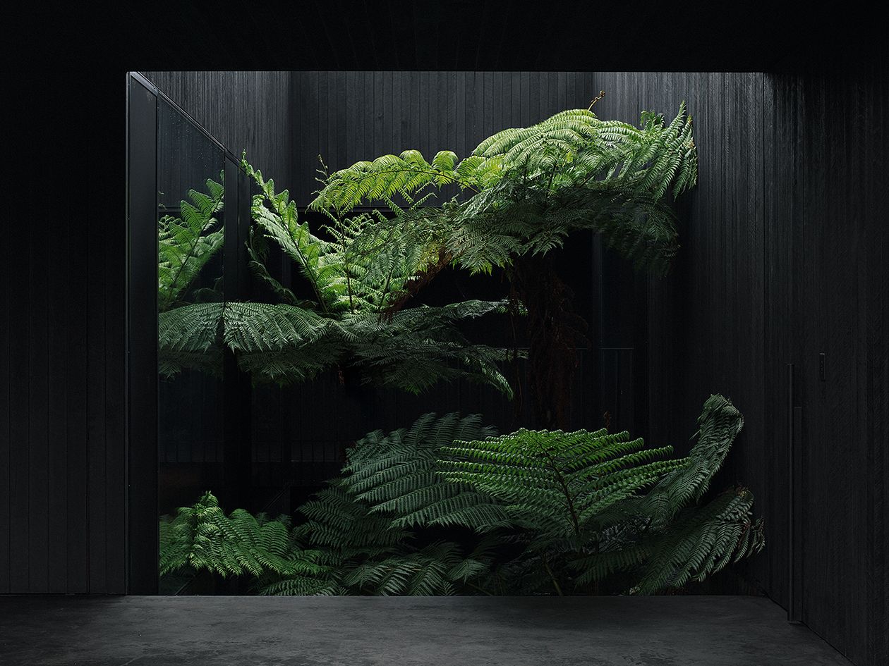 An image of the interior of Federal House, designed by Edition Office: a sunken fern garden.