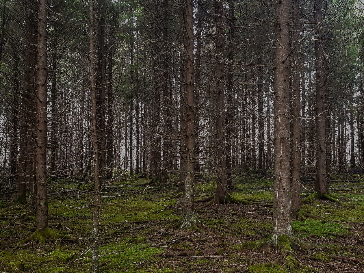 A forest in Pälkäne protected by Finnish Design Shop