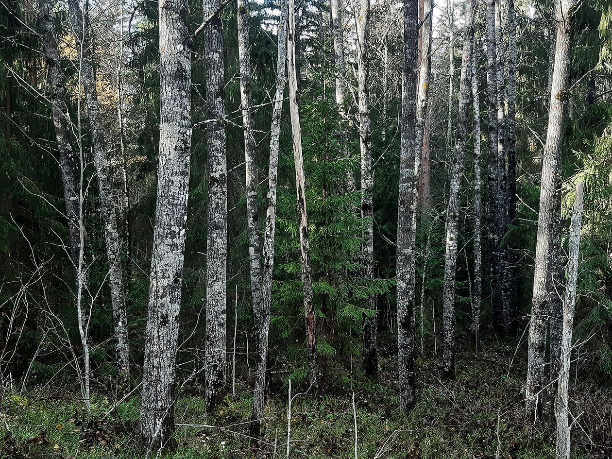 A forest in Pälkäne protected by Finnish Design Shop