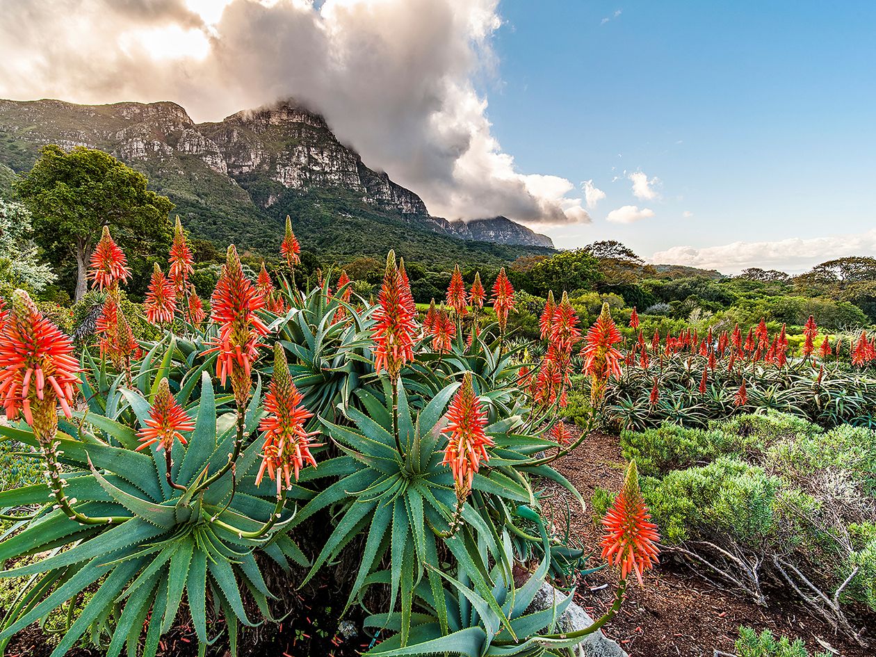 Kirstenboch National Botanical Garden, Cape Town